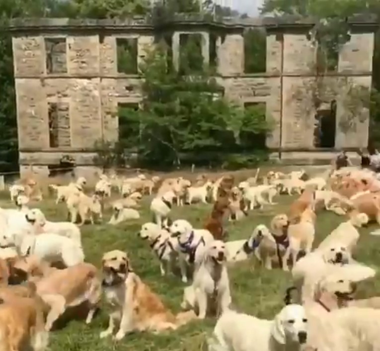 perros de golden retriever en Guisachan